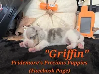 "Griffin" Blue Tri Merle-ACA, a male Beagle for sale in Norwood, MO – 4 of 10