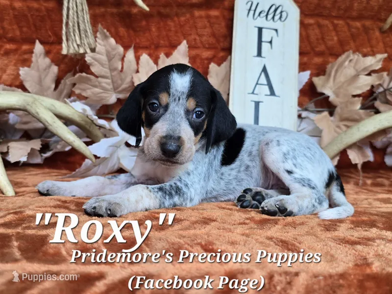 UKC "Roxy" – English Coonhound, Bluetick Coonhound puppy for sale in Norwood, MO