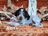 UKC "Roxy", a female English Coonhound and Bluetick Coonhound for sale in Norwood, MO – 1 of 1
