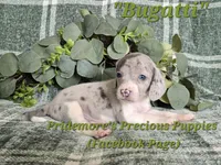 ACA "Bugatti" Blue&White Merle, a male Beagle for sale in Norwood, MO – 3 of 8
