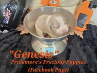"Genesis" Blue Tri Merle~ACA, a female Beagle for sale in Norwood, MO – 8 of 8