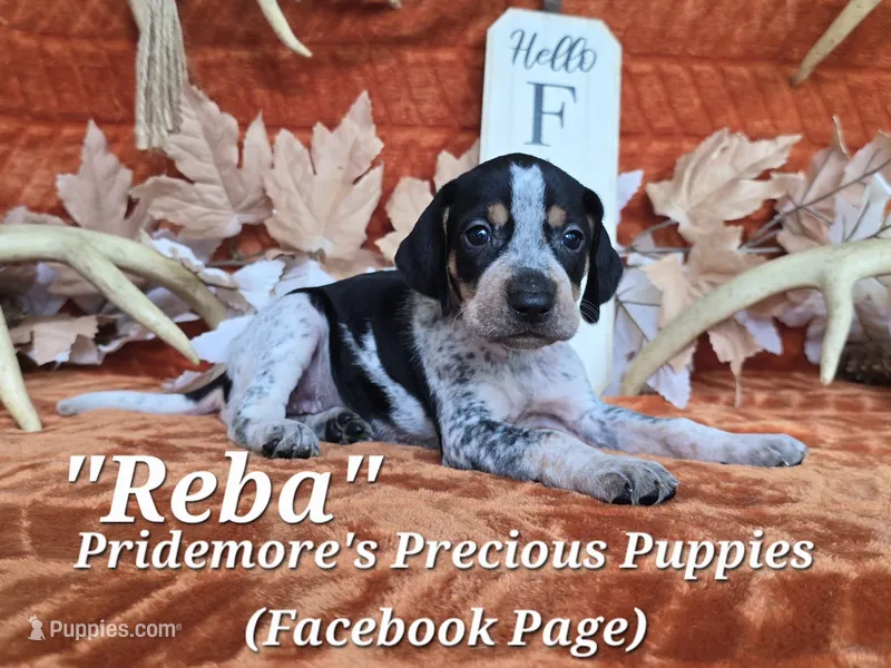 UKC "Reba" – English Coonhound, Bluetick Coonhound puppy for sale in Norwood, MO