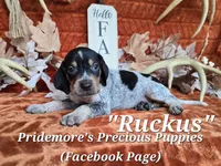 UKC "Ruckus", a male English Coonhound and Bluetick Coonhound for sale in Norwood, MO – 1 of 1