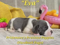 "Eva" ACA Blue&White, a female Beagle for sale in Norwood, MO – 1 of 2