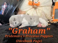 "Graham" Blue Tri Merle~ACA, a male Beagle for sale in Norwood, MO – 10 of 10