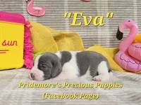 "Eva" ACA Blue&White, a female Beagle for sale in Norwood, MO – 2 of 2