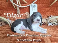 Blue&White "Edgar" ACA, a female Beagle for sale in Norwood, MO – 2 of 6