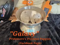 "Galaxy" Blue Tri Merle~ACA, a female Beagle for sale in Norwood, MO – 2 of 8