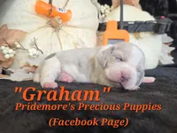"Graham" Blue Tri Merle~ACA, a male Beagle for sale in Norwood, MO – 5 of 10