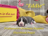 "Eddie" ACA Blue&White, a male Beagle for sale in Norwood, MO – 3 of 3