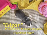 "Edgar" ACA Blue&White, a male Beagle for sale in Norwood, MO – 2 of 3