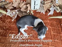Blue&White "Edgar" ACA, a female Beagle for sale in Norwood, MO – 6 of 6