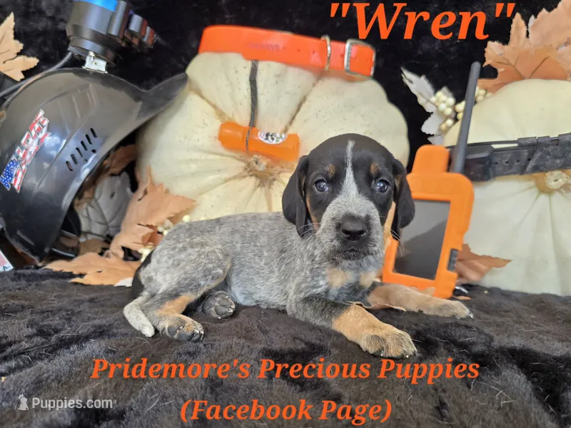 UKC, PKC "Winter" – Bluetick Coonhound puppy for sale in Norwood, MO