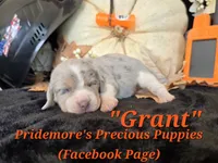 "Grant" Blue Tri Merle~ACA, a male Beagle for sale in Norwood, MO – 7 of 8
