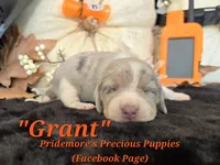 "Grant" Blue Tri Merle~ACA, a male Beagle for sale in Norwood, MO – 8 of 8