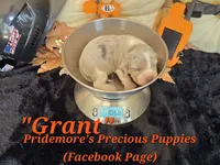 "Grant" Blue Tri Merle~ACA, a male Beagle for sale in Norwood, MO – 3 of 8