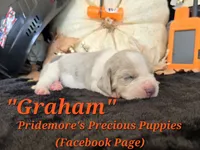 "Graham" Blue Tri Merle~ACA, a male Beagle for sale in Norwood, MO – 6 of 10
