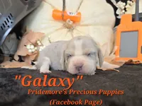 "Galaxy" Blue Tri Merle~ACA, a female Beagle for sale in Norwood, MO – 6 of 8