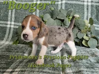 ACA "Booger" Black Tri Merle, a male Beagle for sale in Norwood, MO – 7 of 10
