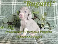 ACA "Bugatti" Blue&White Merle, a male Beagle for sale in Norwood, MO – 7 of 8