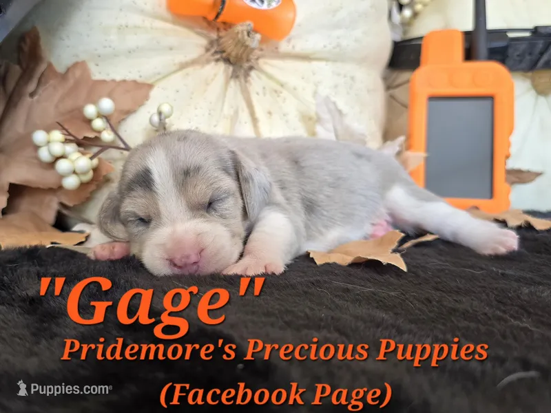 "Gage" Blue Tri Merle~ACA – Beagle puppy for sale in Norwood, MO