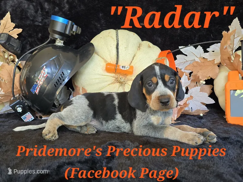 UKC "Radar" – English Coonhound, Bluetick Coonhound puppy for sale in Norwood, MO