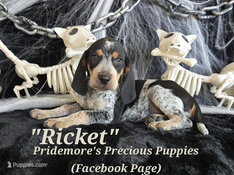 UKC "Ricket" – English Coonhound, Bluetick Coonhound puppy for sale in Norwood, MO