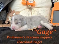 "Gage" Blue Tri Merle~ACA, a male Beagle for sale in Norwood, MO – 8 of 10