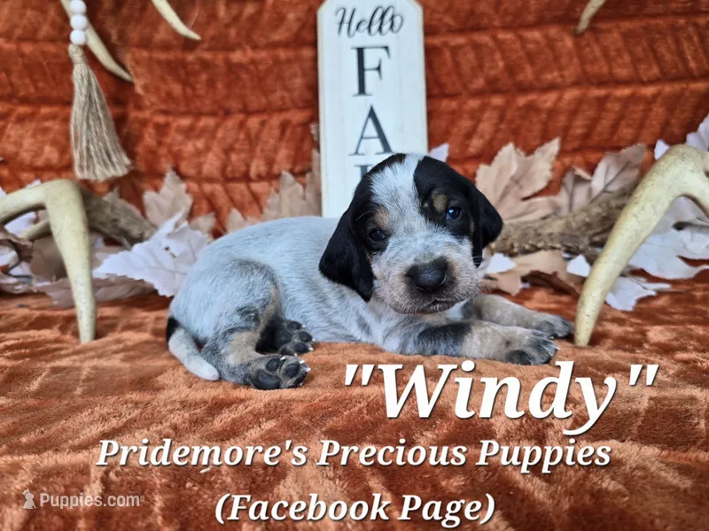 UKC, PKC "Windy" – Bluetick Coonhound puppy for sale in Norwood, MO