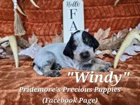 UKC, PKC "Windy", a male Bluetick Coonhound for sale in Norwood, MO – 1 of 1