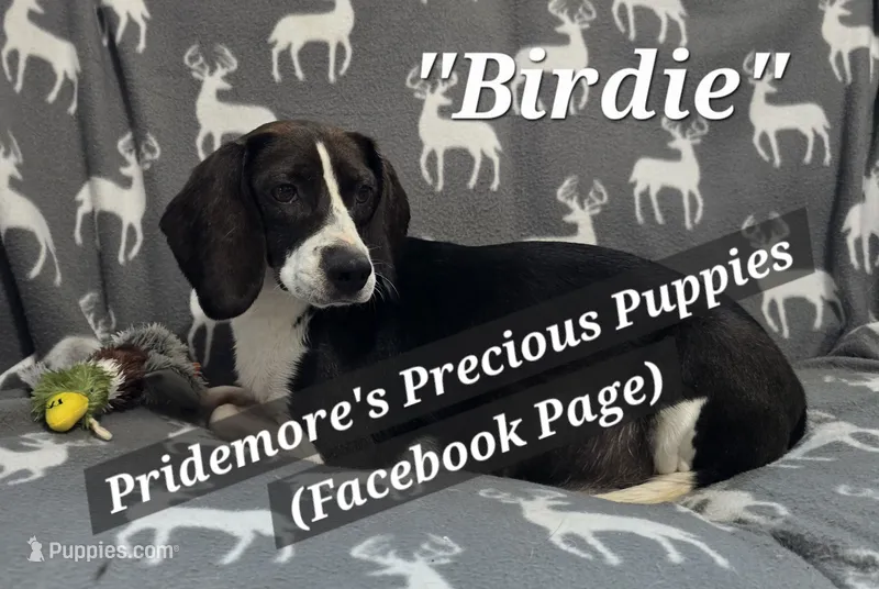 OnMyWay July – Beagle puppy for sale in Norwood, MO
