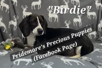 OnMyWay July, a  Beagle for sale in Norwood, MO – 1 of 2