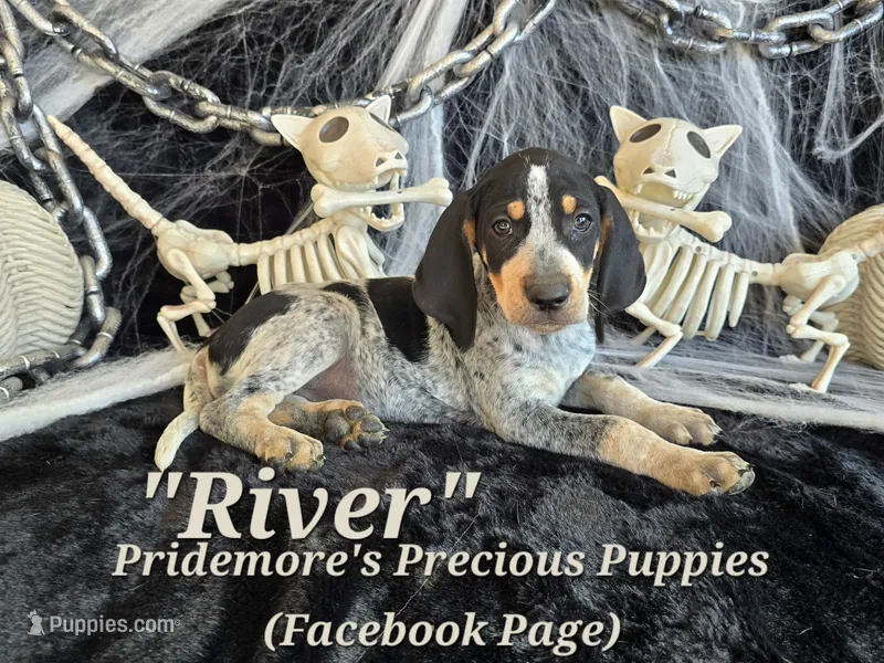 UKC "River" – English Coonhound, Bluetick Coonhound puppy for sale in Norwood, MO