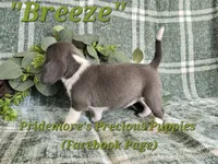 ACA "Breeze" Blue&White, a female Beagle for sale in Norwood, MO – 9 of 10