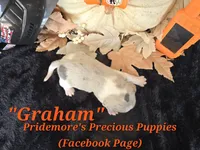 "Graham" Blue Tri Merle~ACA, a male Beagle for sale in Norwood, MO – 3 of 10