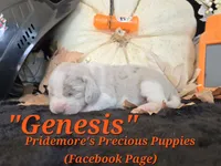 "Genesis" Blue Tri Merle~ACA, a female Beagle for sale in Norwood, MO – 4 of 8