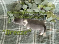 ACA "Breeze" Blue&White, a female Beagle for sale in Norwood, MO – 4 of 10