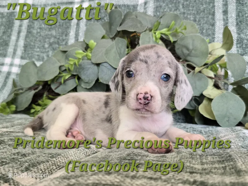 ACA "Bugatti" Blue&White Merle – Beagle puppy for sale in Norwood, MO