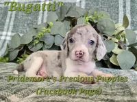 ACA "Bugatti" Blue&White Merle, a male Beagle for sale in Norwood, MO – 1 of 8