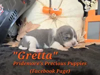 "Gretta" Blue Tri~ACA, a female Beagle for sale in Norwood, MO – 2 of 7