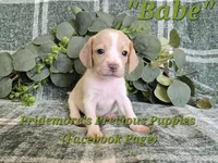 ACA "Babe" Lemon&White, a female Beagle for sale in Norwood, MO – 5 of 9