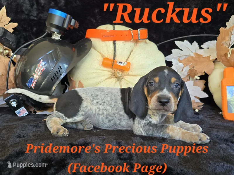 UKC "Ruckus" – English Coonhound, Bluetick Coonhound puppy for sale in Norwood, MO
