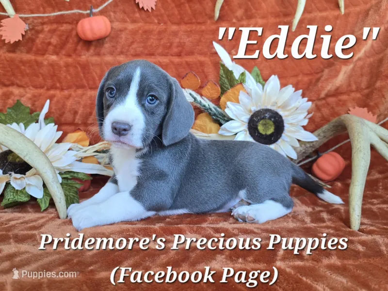 "Eddie" ACA Blue&White – Beagle puppy for sale in Norwood, MO