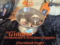 "Gianna" Blue Tri~ACA, a female Beagle for sale in Norwood, MO – 7 of 7