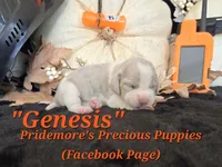 "Genesis" Blue Tri Merle~ACA, a female Beagle for sale in Norwood, MO – 2 of 8