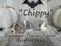 ACA "Chippy" Black Tri Merle, a male Beagle for sale in Norwood, MO – Photo 3 of 10
