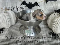 ACA "Chippy" Black Tri Merle, a male Beagle for sale in Norwood, MO – Photo 9 of 10