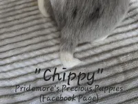 ACA "Chippy" Black Tri Merle, a male Beagle for sale in Norwood, MO – Photo 7 of 10