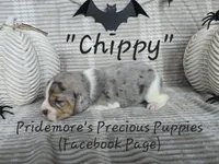 ACA "Chippy" Black Tri Merle, a male Beagle for sale in Norwood, MO – Photo 5 of 10