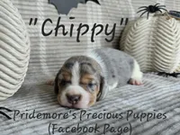 ACA "Chippy" Black Tri Merle, a male Beagle for sale in Norwood, MO – Photo 1 of 10